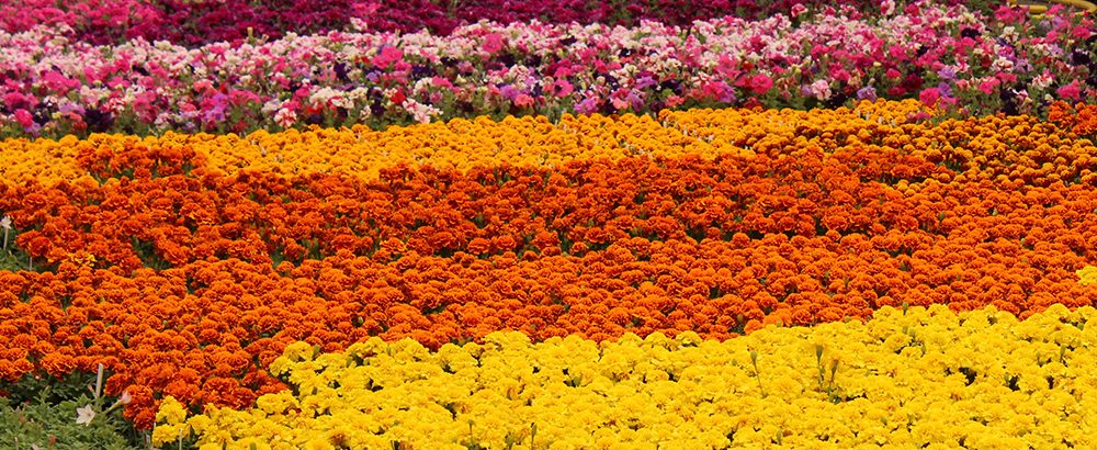 Jeff's Greenhouses & Gift Shop