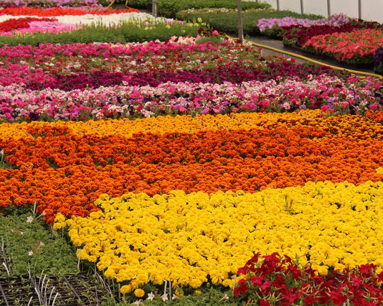 Contact Us Jeff's Greenhouses & Gift Shop