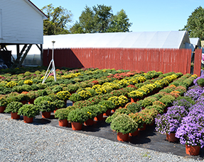 Jeff's Greenhouses & Gift Shop